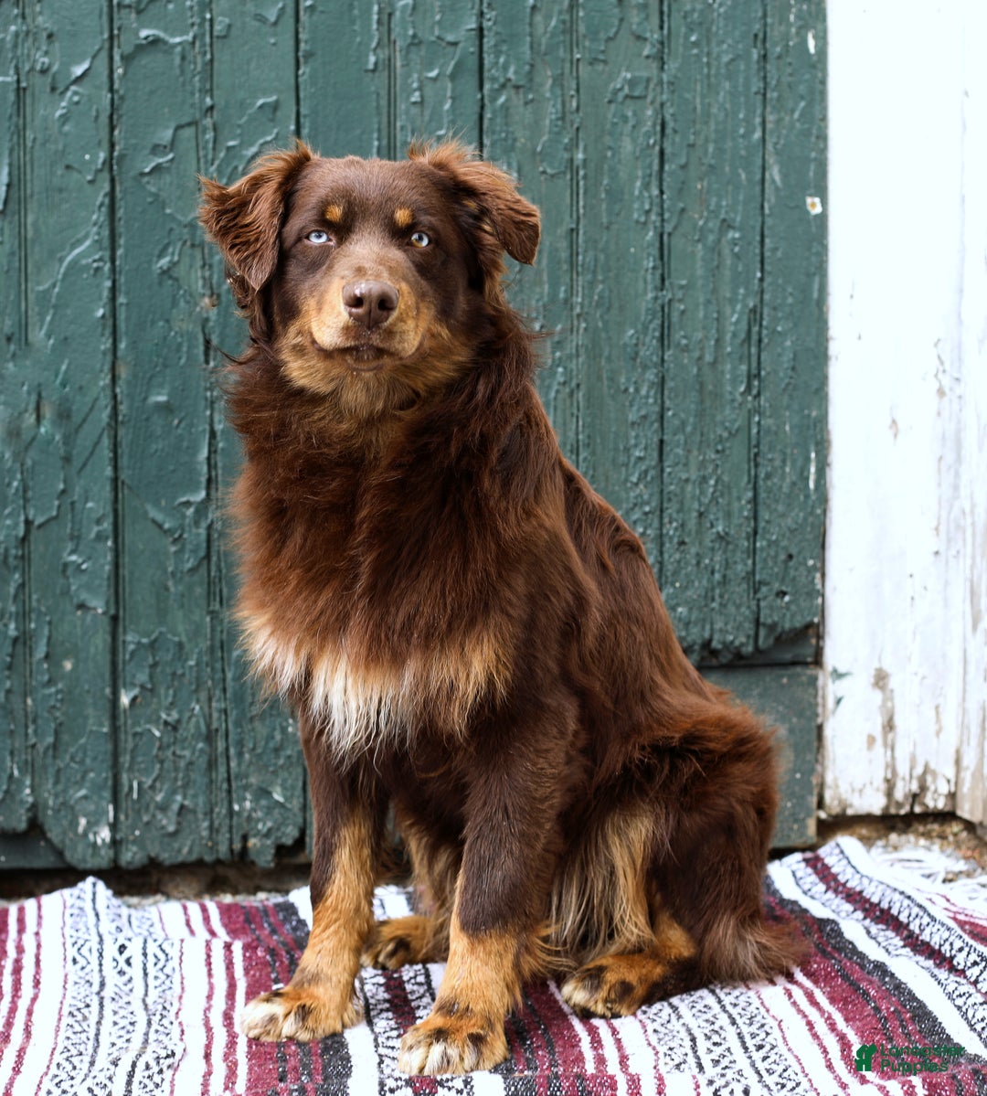 Aussiedoodle dogs for sale: Renae Standard - Ad 8