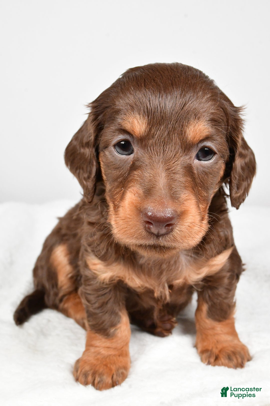 Miniature Dachshund dogs for sale: Callie - Ad 3