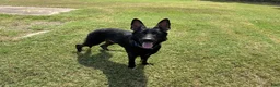 German Shepherd dogs for sale: German Shepherd 1 - Ad 1