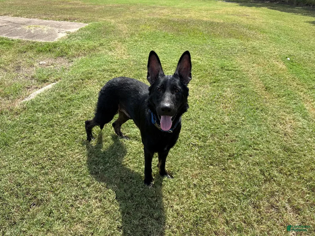 German Shepherd dogs for sale: German Shepherd 1 - Ad 1