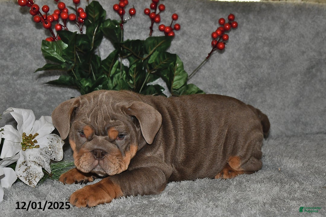 English Bulldog dogs for sale: Debbie - Ad 2