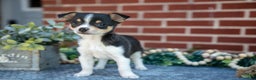 Chihuahua dogs for sale: Paulie - Ad 2