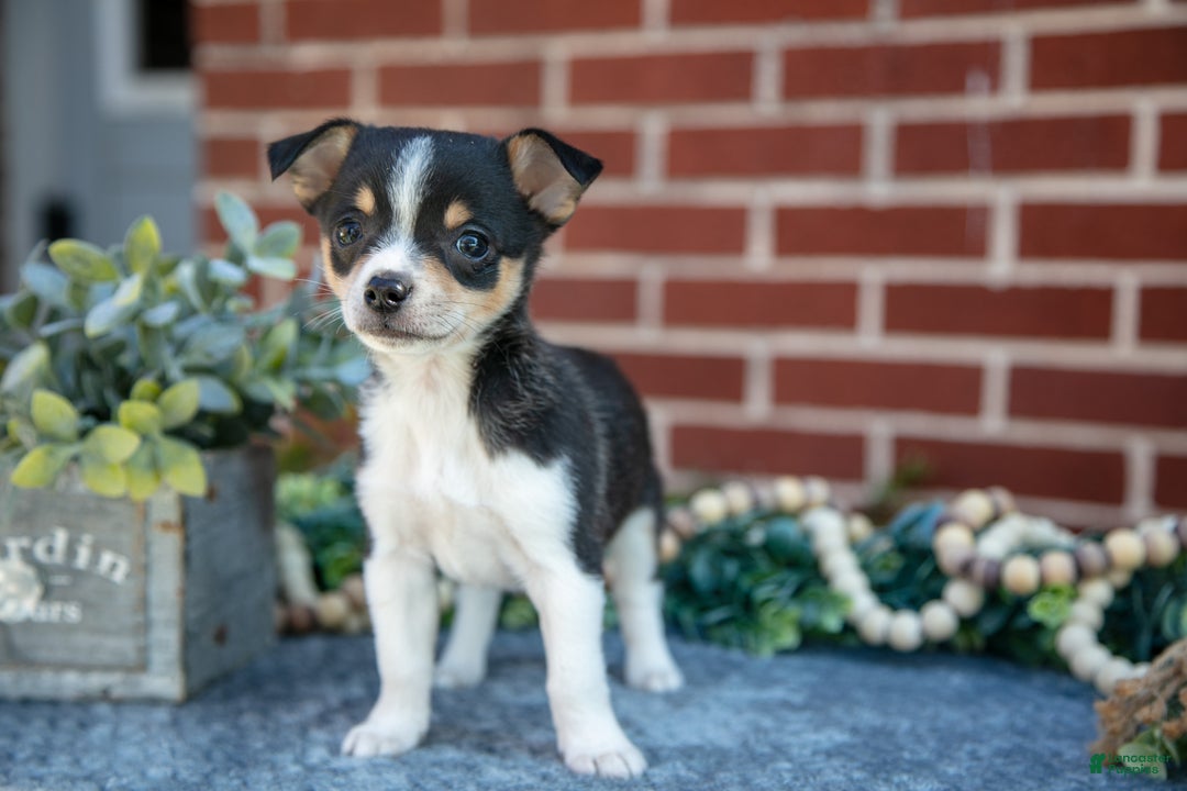 Chihuahua dogs for sale: Paulie - Ad 2