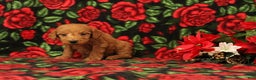 Mini Goldendoodle dogs for sale: Clarence - Ad 4