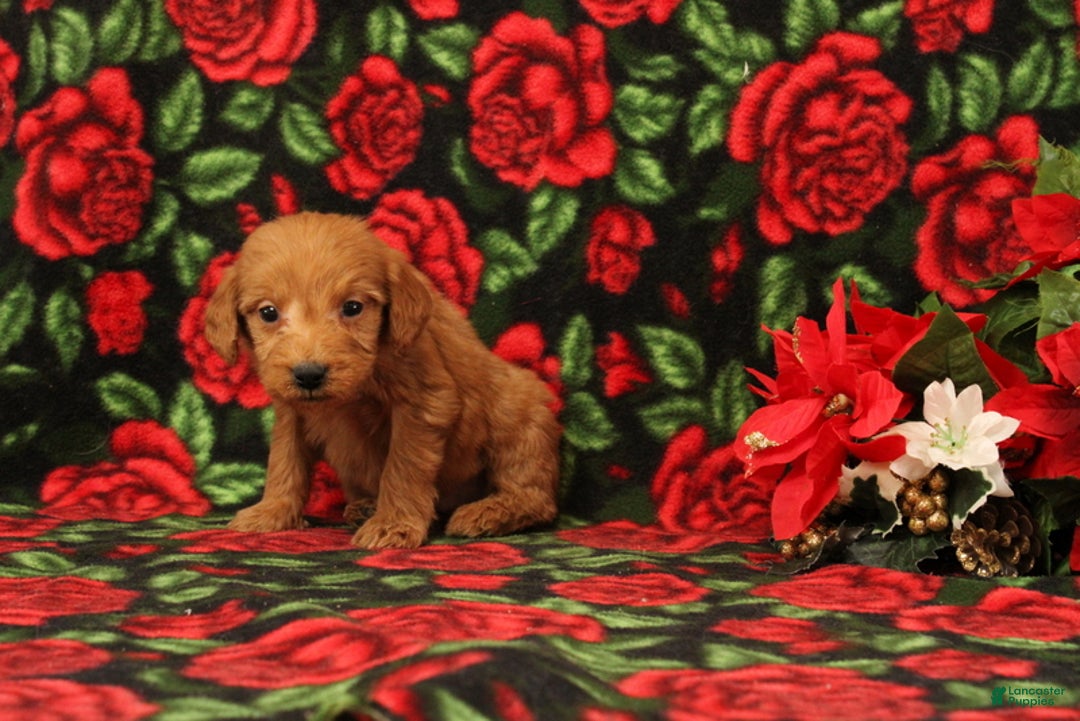 Mini Goldendoodle dogs for sale: Clarence - Ad 4