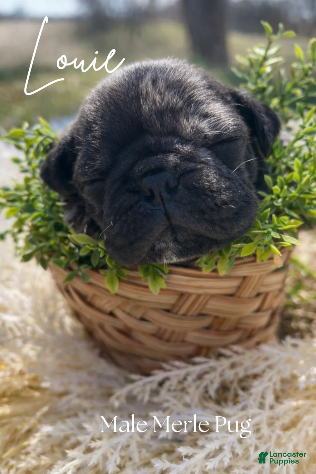 Pug dogs for sale: Louie - Ad 1