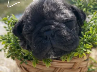 Pug dogs Louie - Ad 22