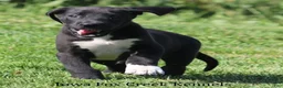 Great Dane dogs for sale: Milo - Ad 6