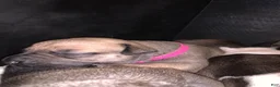 Mixed Breed dogs for sale: Mixed Breed Puppy 8 pink - Ad 3