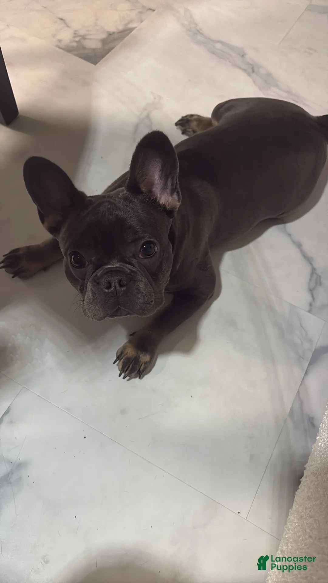 French Bulldog dogs for stud: just him - Ad 1