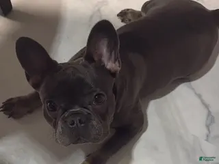 French Bulldog dogs just him - Ad 4