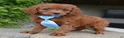 Cavapoo dogs for sale: Caesar - Ad 3