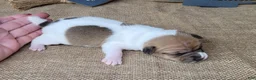 Jack Russell Terrier dogs for sale: JoJo - Ad 6