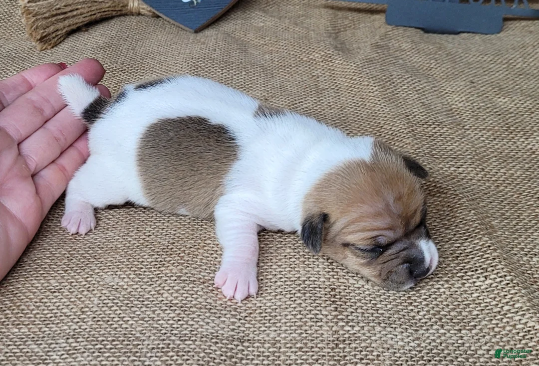 Jack Russell Terrier dogs for sale: JoJo - Ad 6