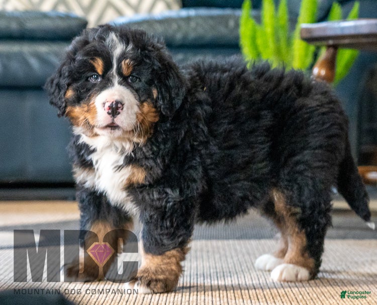 Bernese Mountain Dog dogs Leo - Ad 41
