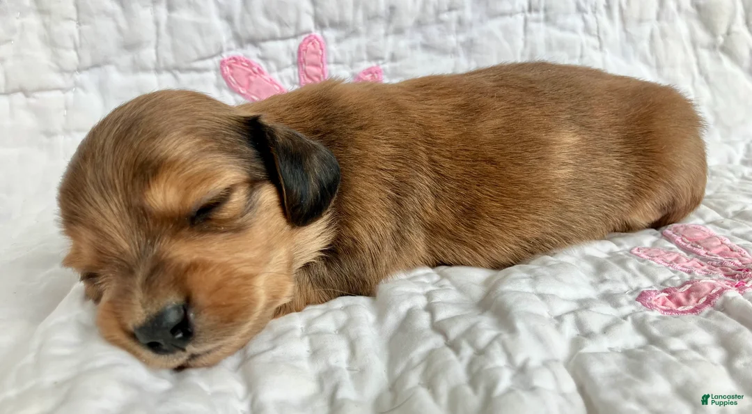Miniature Dachshund dogs for sale: Coco Bean of St. Wiggles - Ad 3