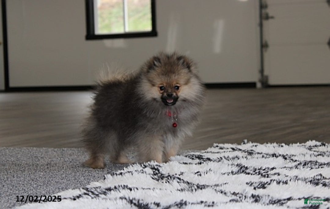 Pomeranian dogs for sale: Major - Ad 10
