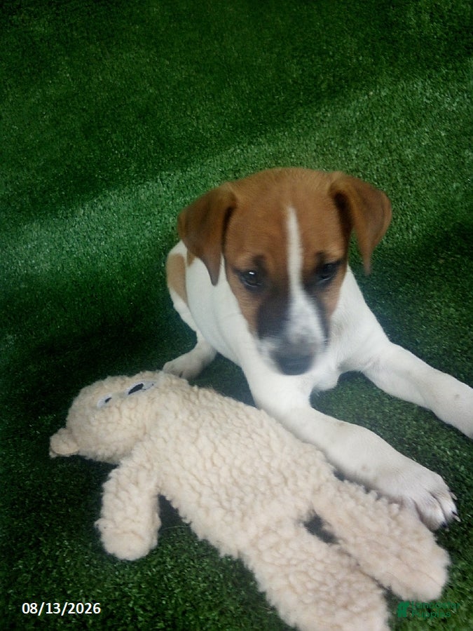 Jack Russell Terrier dogs Jason - Ad 1