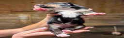 Australian Shepherd dogs for sale: Australian Shepherd 7 - Ad 2