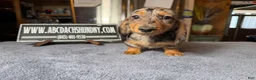 Miniature Dachshund dogs for sale: AKC Show Dapple- Russian - Ad 7