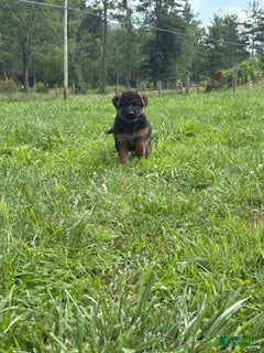 German Shepherd dogs for sale: Calaylah - Ad 1