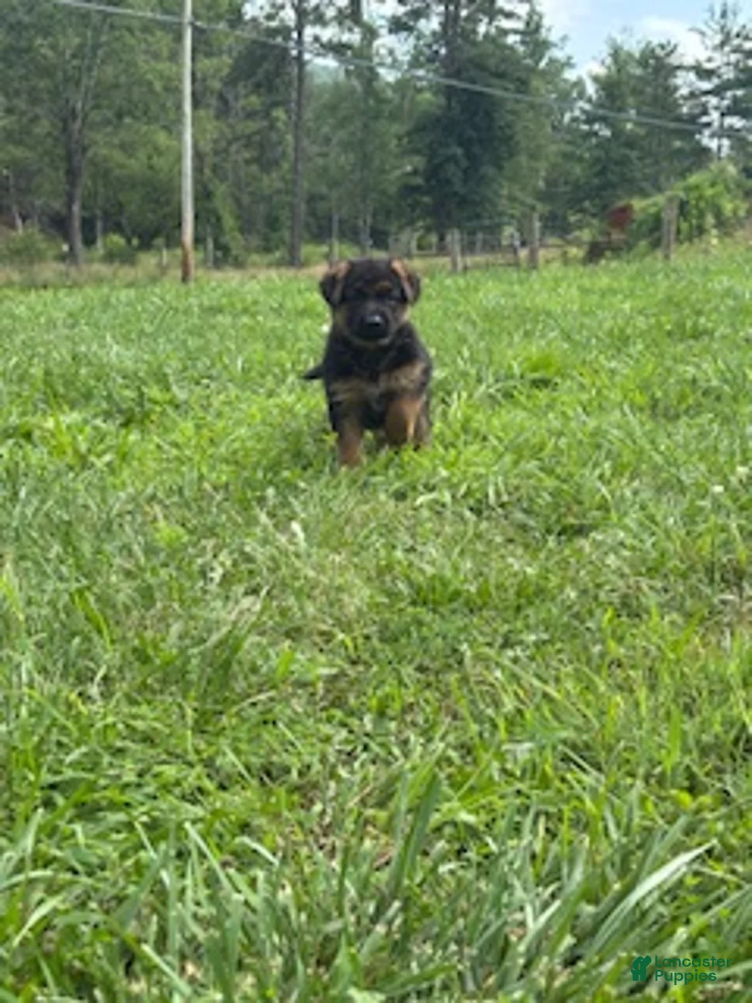 German Shepherd dogs for sale: Calaylah - Ad 1