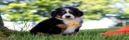 Mini Bernedoodle dogs for sale: Beetle Boy - Ad 3