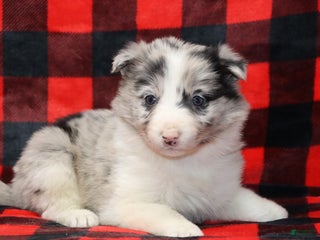Border Collie dogs Border Collie Puppy 1 - Ad 1