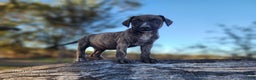 Catahoula Leopard Dog dogs for sale: Tracy II 2025 male 1 - Ad 5