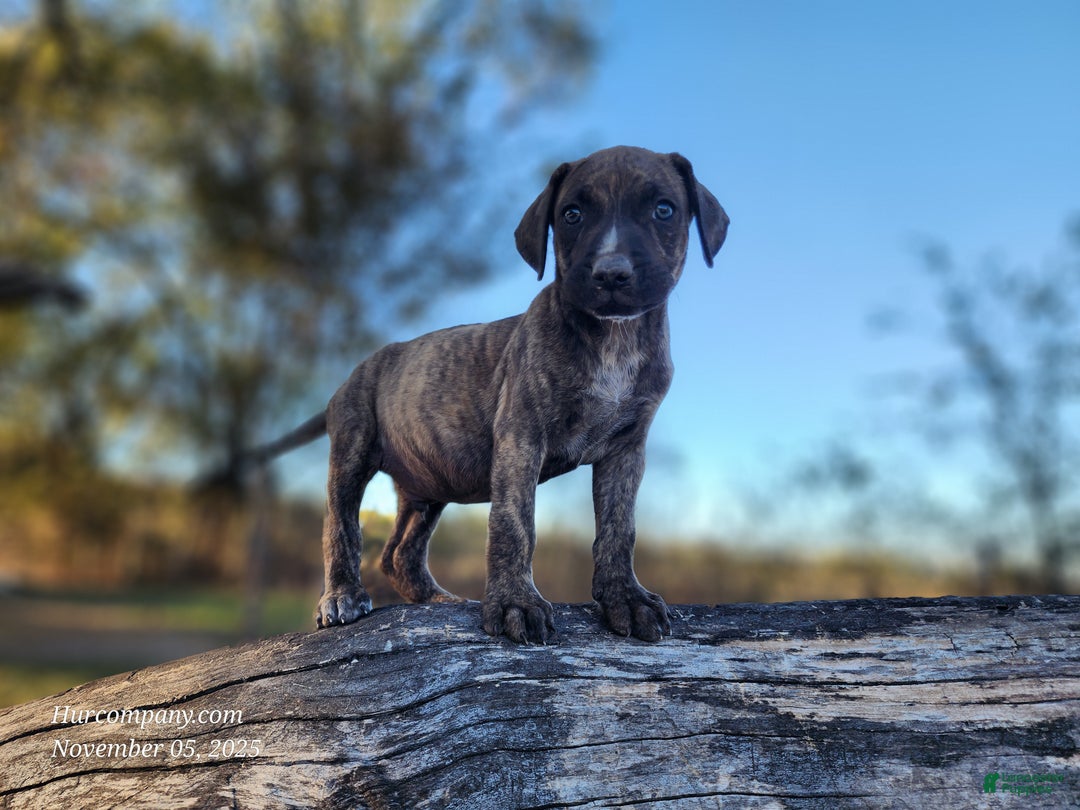 Catahoula Leopard Dog dogs for sale: Tracy II 2025 male 1 - Ad 5