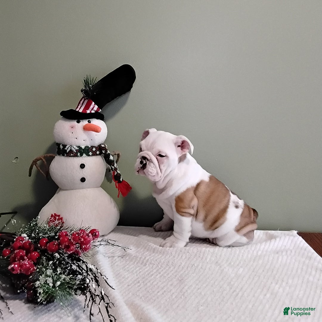 English Bulldog dogs for sale: Wanda - Ad 2