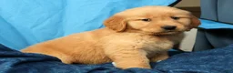 Golden Retriever dogs for sale: Andre - Ad 9