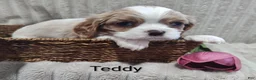 Cavalier King Charles Spaniel dogs for sale: Teddy - Ad 7