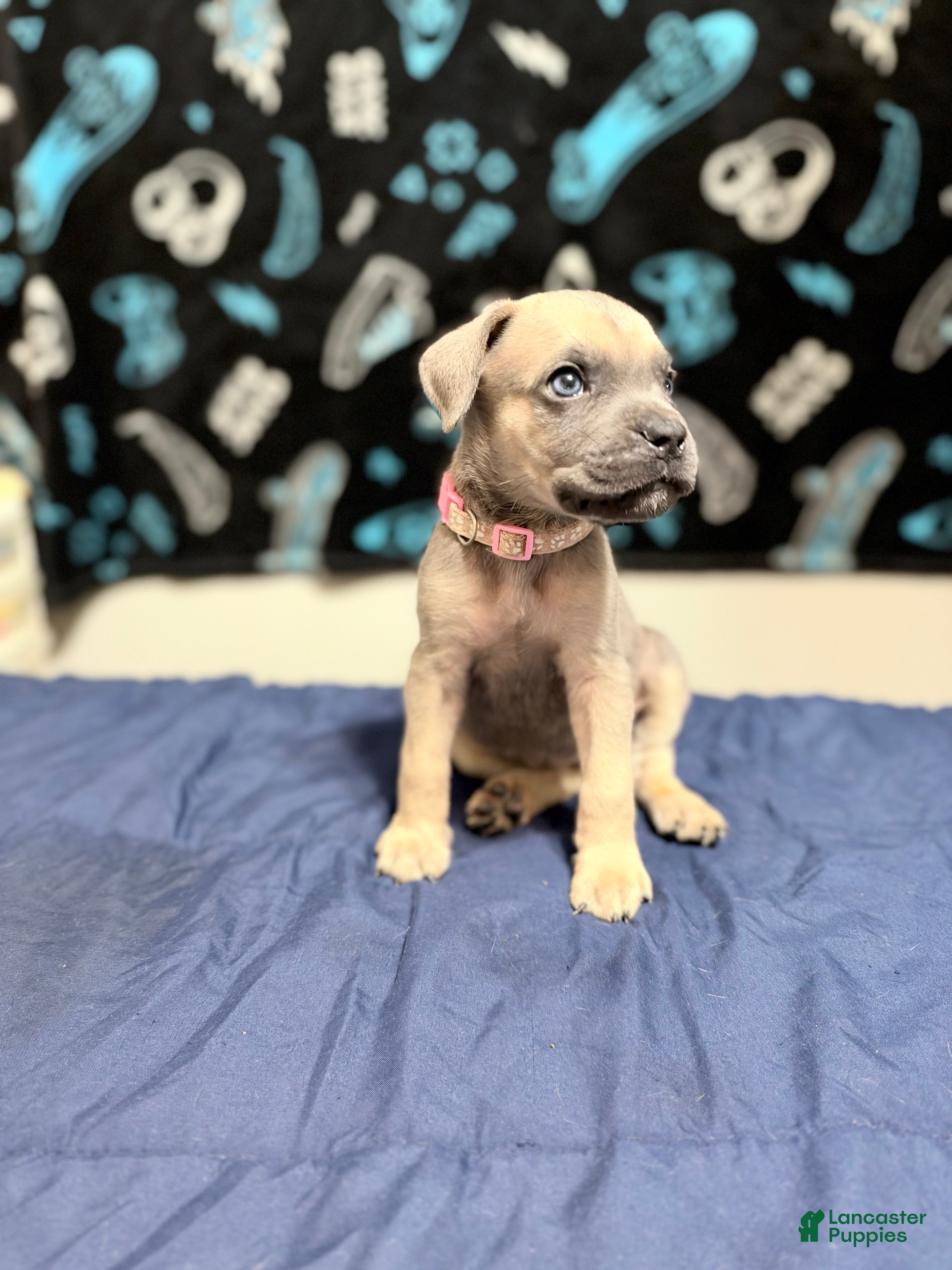 Cane Corso dogs jay-light pink collar  - Ad 34