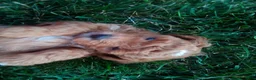 Havapoo dogs for sale: Nick - Ad 5