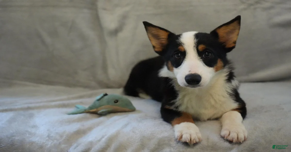 Savannah Welsh Corgi Pembroke for sale in Jonestown | Lancaster Puppies