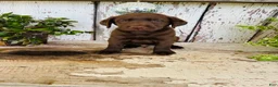 Labrador Retriever dogs for sale: Duke - Ad 5