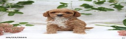 Cockapoo dogs for sale: Cindy - Ad 13