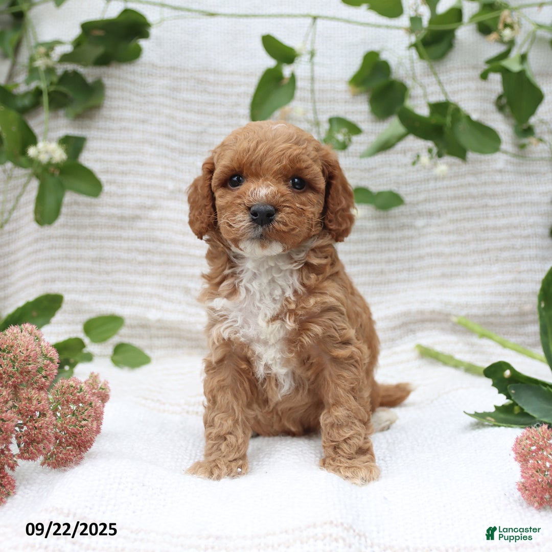 Cockapoo dogs for sale: Cindy - Ad 13