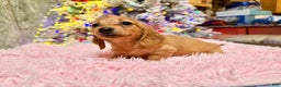 Miniature Dachshund dogs for sale: Russian red Triscuit larger - Ad 6