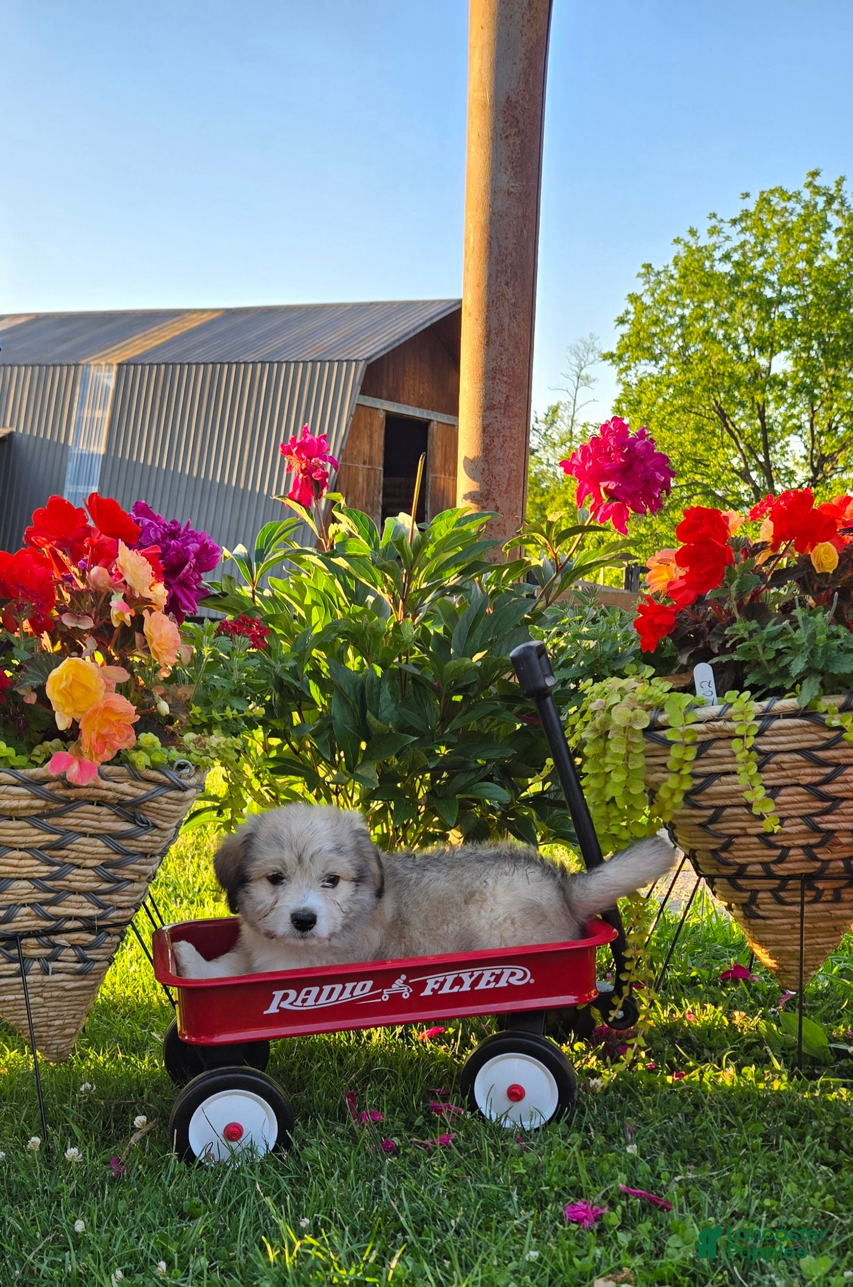 Mixed Breed dogs Thomas - Ad 2