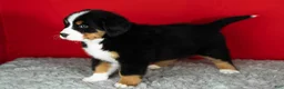 Bernese Mountain Dog dogs for sale: Bernie - Ad 3