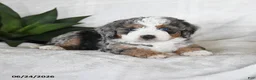 Bernedoodle dogs for sale: Lyra - Ad 1