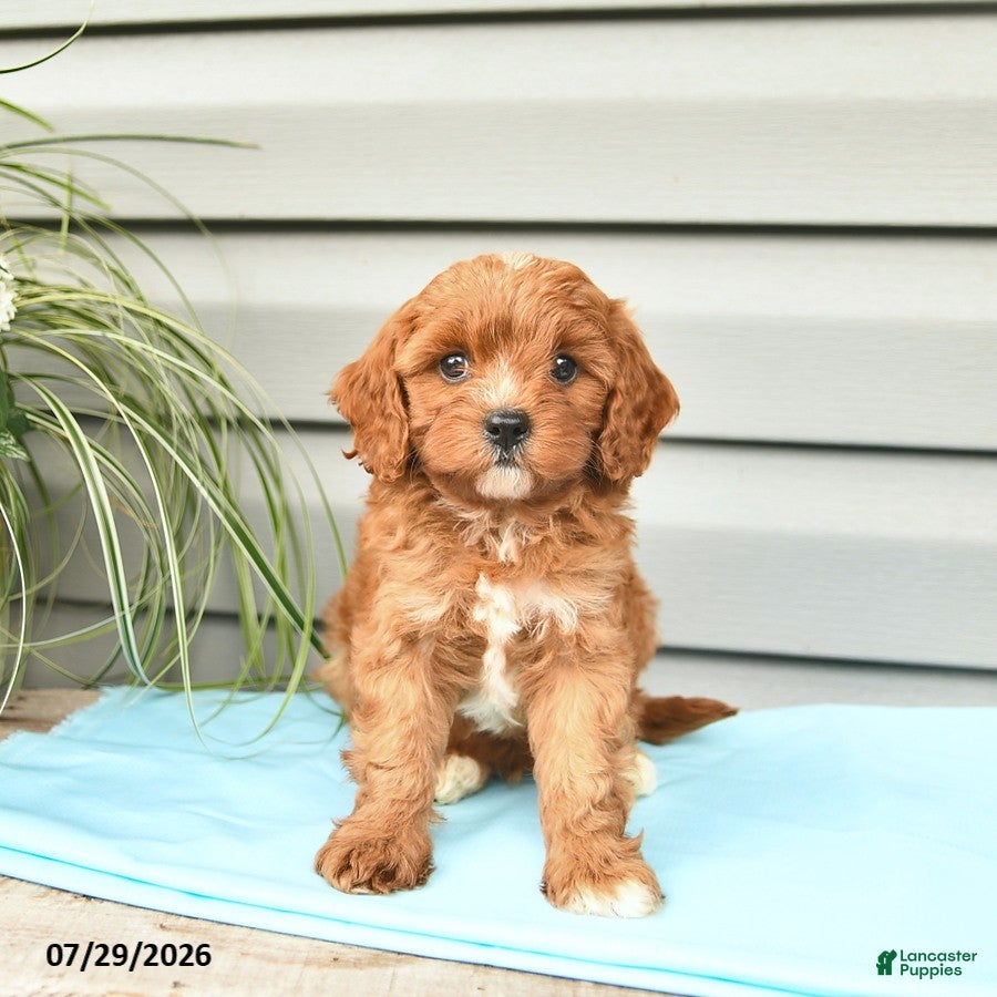 Cavapoo dogs Aztec  - Ad 2