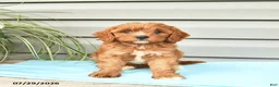 Cavapoo dogs for sale: Aztec  - Ad 2