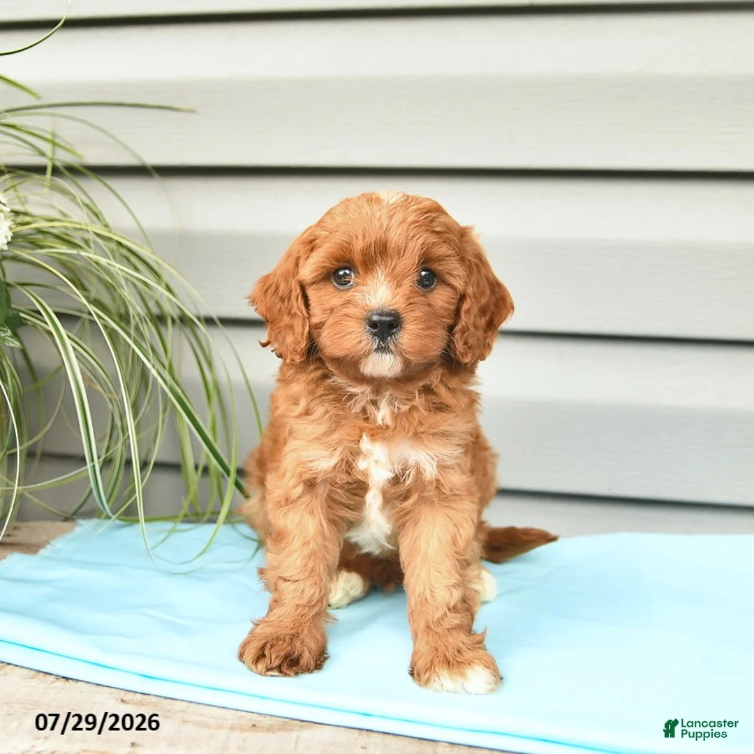 Cavapoo dogs for sale: Aztec  - Ad 2