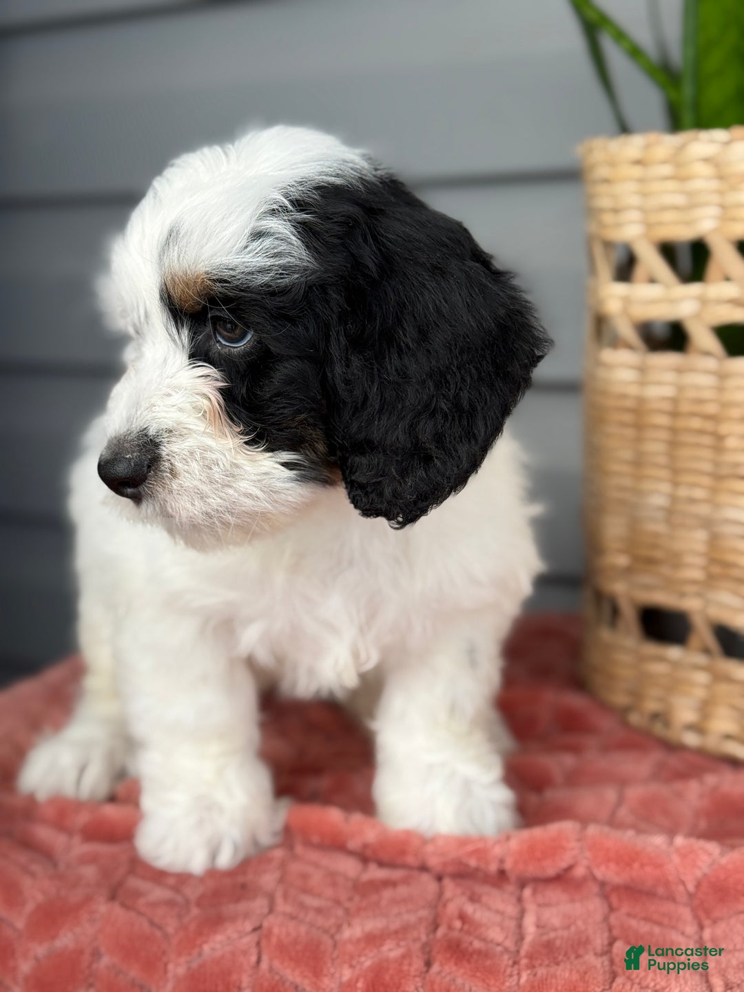 Mini Bernedoodle dogs for sale: Fluffy - Ad 2