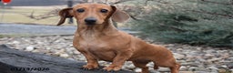 Dachshund dogs for sale: Millie - Ad 2