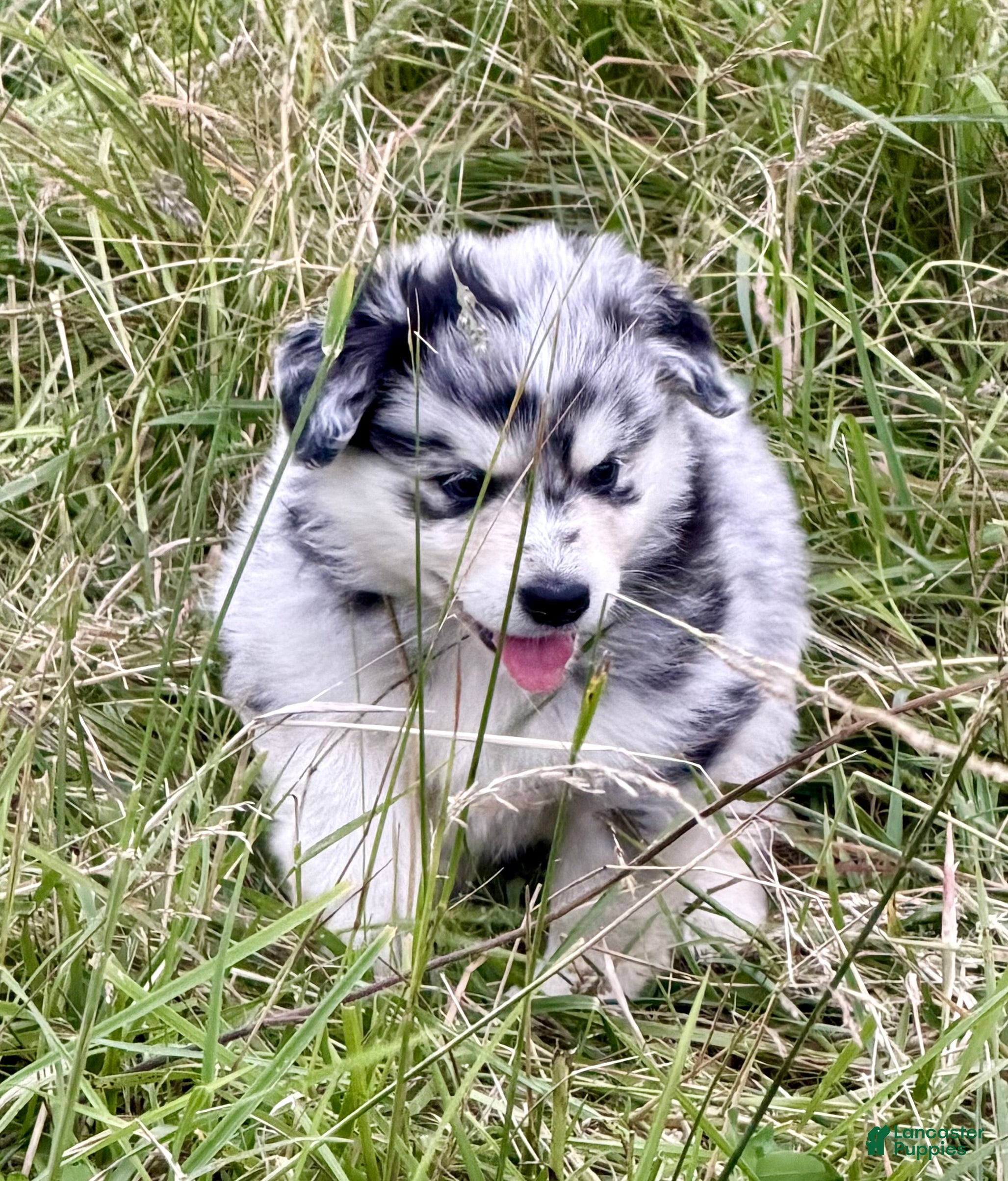 Mixed Breed dogs Mixed Breed 1 - Ad 1