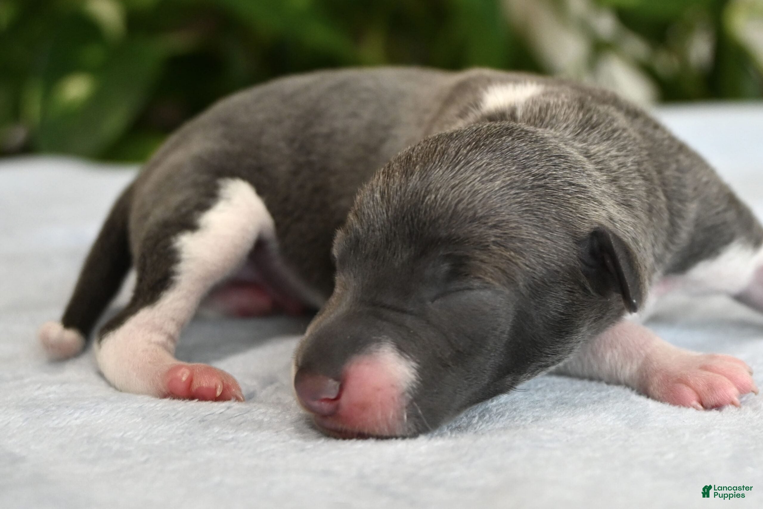 Italian Greyhound dogs Benson - Ad 2